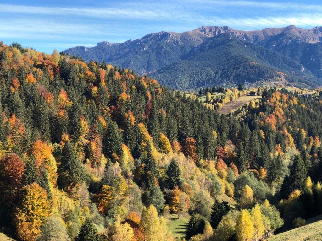 On Top Chalet Bran  Dış mekan fotoğraf